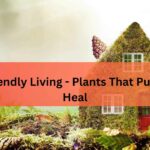Eco-Friendly Living
