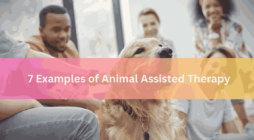 7 Examples of Animal Assisted Therapy