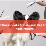 What Happens at a Professional Dog Grooming Appointment?