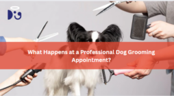 What Happens at a Professional Dog Grooming Appointment?