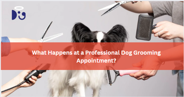 What Happens at a Professional Dog Grooming Appointment?