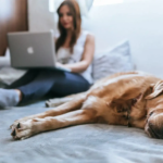 Smart Pet Care Tips Every Pet Owner Should Know
